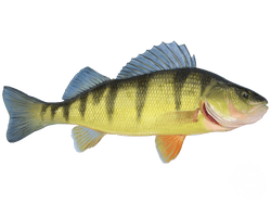 American Yellow Perch
