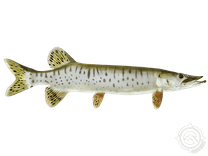 Muskellunge